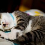 夢を見て寝言や体を動かす猫の睡眠行動とその心理的背景