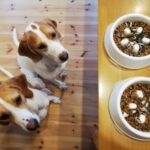 穀物不使用で動物性タンパク質を重視したプレミアムドッグフードの健康効果と栄養価の解説